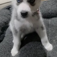 Roxy, a female Siberian Husky for sale in Queens Village, NY – Photo 3 of 7