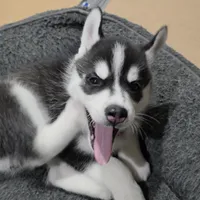 Luna, a female Siberian Husky for sale in Queens Village, NY – Photo 3 of 6