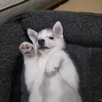 Roxy, a female Siberian Husky for sale in Queens Village, NY – Photo 7 of 7