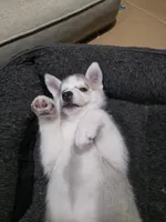 Roxy, a female Siberian Husky for sale in Queens Village, NY – Photo 7 of 7