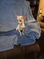 Pancho⁸, a male Chihuahua for sale in Marlin, TX – 2 of 6