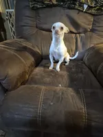Pancho⁸, a male Chihuahua for sale in Marlin, TX – 4 of 6