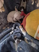 Chico, a male Chihuahua for sale in Marlin, TX – 2 of 4