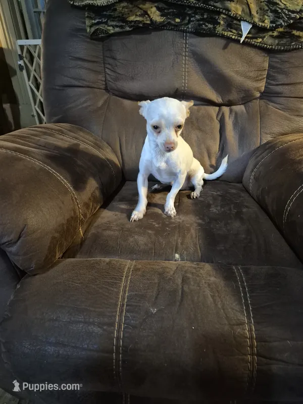 Pancho⁸ – Chihuahua puppy for sale in Marlin, TX