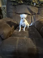 Pancho⁸, a male Chihuahua for sale in Marlin, TX – 1 of 6
