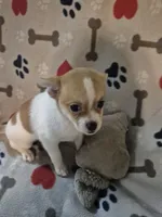 Poppy, a female Chihuahua and Pomeranian for sale in Marlin, TX – 2 of 4