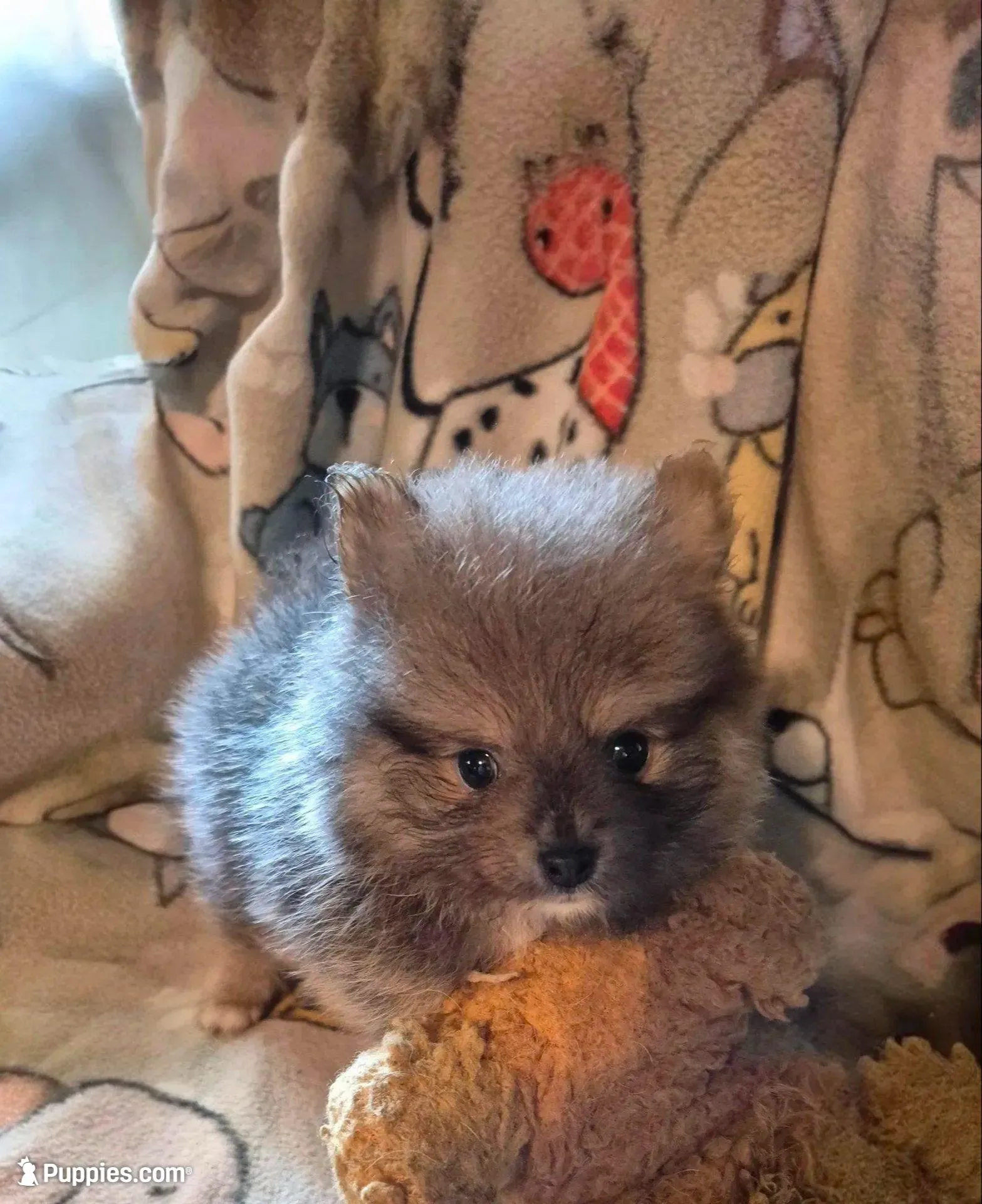 Snickers, a male Pomeranian for sale in Marlin, TX – 6 of 10