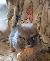 Baby Blue, a male Pomeranian for sale in Marlin, TX – Photo 3 of 6