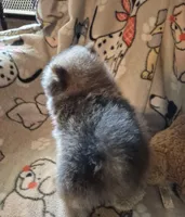 Baby Blue, a male Pomeranian for sale in Marlin, TX – Photo 2 of 6