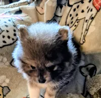 Baby Blue, a male Pomeranian for sale in Marlin, TX – Photo 1 of 6