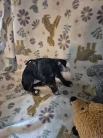 Carmen, a female Chihuahua for sale in Marlin, TX – 2 of 4