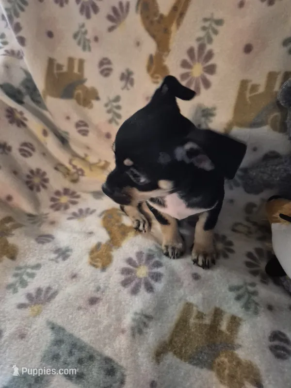 Pancho – Chihuahua puppy for sale in Marlin, TX