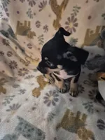Pancho, a male Chihuahua for sale in Marlin, TX – 1 of 4
