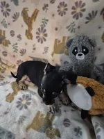 Pancho, a male Chihuahua for sale in Marlin, TX – 4 of 4