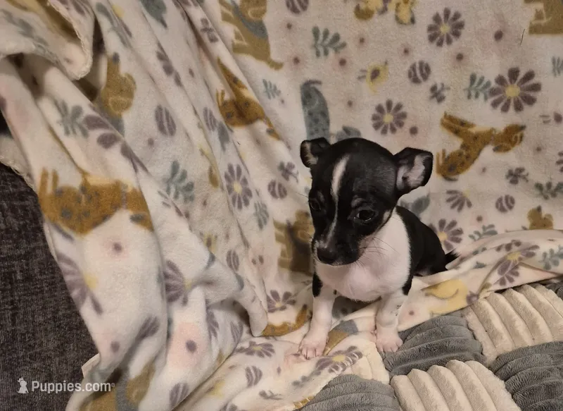 Chase – Chihuahua puppy for sale in Marlin, TX