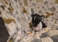 Chase, a male Chihuahua for sale in Marlin, TX – 2 of 8