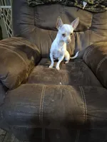 Pancho⁸, a male Chihuahua for sale in Marlin, TX – 6 of 6