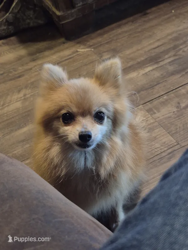 Angel – Pomeranian puppy for sale in Marlin, TX