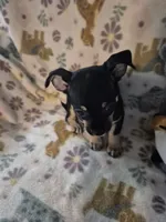 Pancho, a male Chihuahua for sale in Marlin, TX – 2 of 4