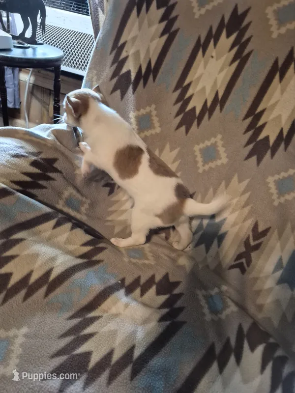 Poppy – Chihuahua, Pomeranian puppy for sale in Marlin, TX