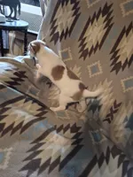 Poppy, a female Chihuahua and Pomeranian for sale in Marlin, TX – 1 of 4