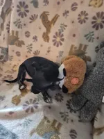 Carmen, a female Chihuahua for sale in Marlin, TX – 4 of 4