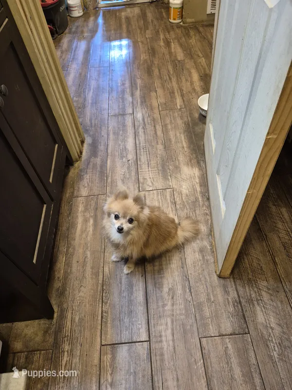 Angel – Pomeranian puppy for sale in Marlin, TX