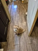 Angel, a female Pomeranian for sale in Marlin, TX – 1 of 4
