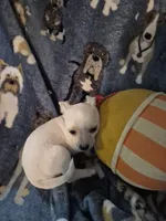Peco, a male Chihuahua for sale in Marlin, TX – 2 of 5