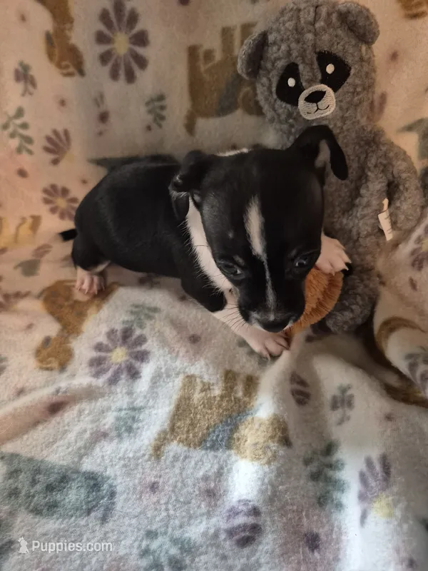 Chase – Chihuahua puppy for sale in Marlin, TX