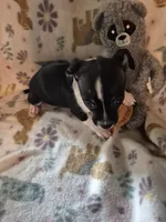 Chase, a male Chihuahua for sale in Marlin, TX – 2 of 4
