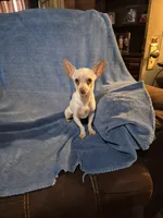 Pancho⁸, a male Chihuahua for sale in Marlin, TX – 3 of 6