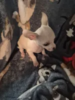 Chico, a male Chihuahua for sale in Marlin, TX – 1 of 4