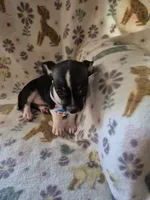Chase, a male Chihuahua for sale in Marlin, TX – 7 of 8