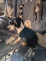 Chase, a male Chihuahua for sale in Marlin, TX – 6 of 8