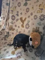 Carmen, a female Chihuahua for sale in Marlin, TX – 3 of 4