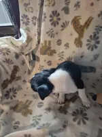 Chase, a male Chihuahua for sale in Marlin, TX – 3 of 4