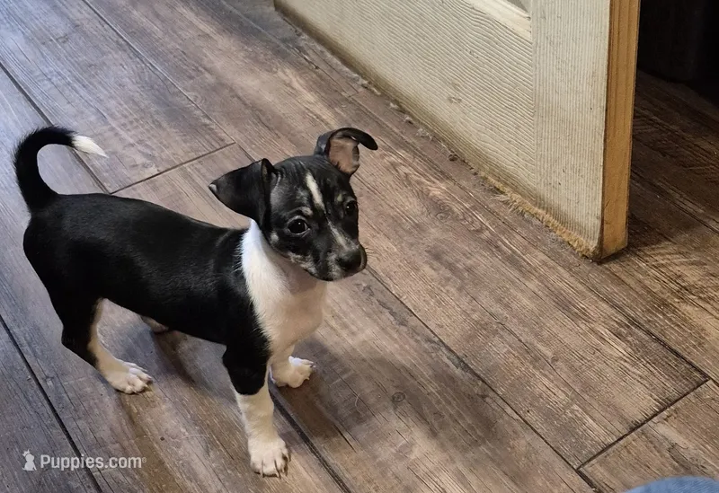 Chase – Chihuahua puppy for sale in Marlin, TX