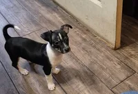 Chase, a male Chihuahua for sale in Marlin, TX – 1 of 8