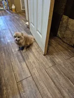 Angel, a female Pomeranian for sale in Marlin, TX – 3 of 4