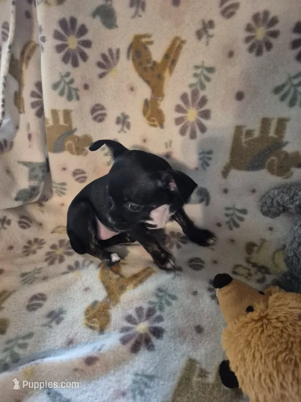 Carmen – Chihuahua puppy for sale in Marlin, TX