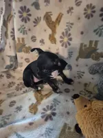 Carmen, a female Chihuahua for sale in Marlin, TX – 1 of 4