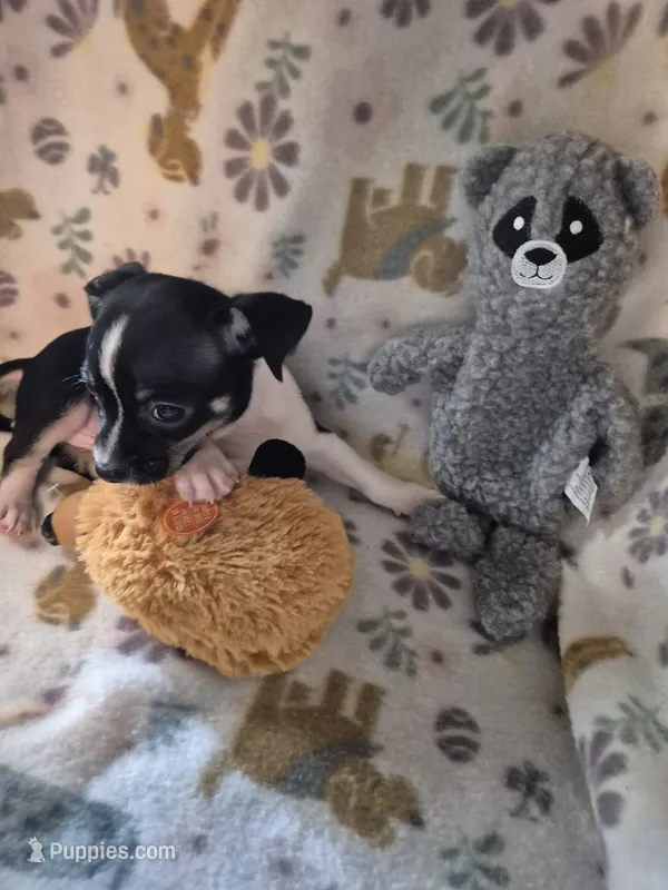Chase – Chihuahua puppy for sale in Marlin, TX