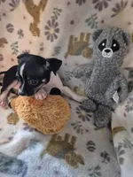 Chase, a male Chihuahua for sale in Marlin, TX – 1 of 4