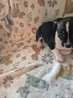 Chase, a male Chihuahua for sale in Marlin, TX – 4 of 4