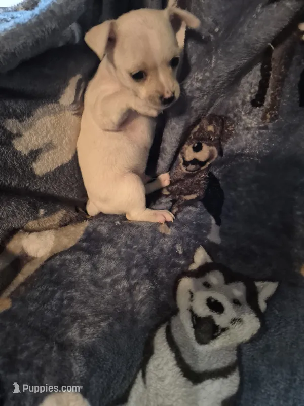Peco – Chihuahua puppy for sale in Marlin, TX