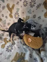 Pancho, a male Chihuahua for sale in Marlin, TX – 3 of 4