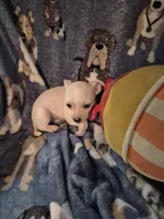 Peco, a male Chihuahua for sale in Marlin, TX – 4 of 5