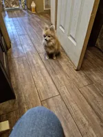 Angel, a female Pomeranian for sale in Marlin, TX – 2 of 4