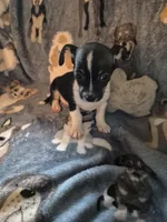 Chase, a male Chihuahua for sale in Marlin, TX – 8 of 8